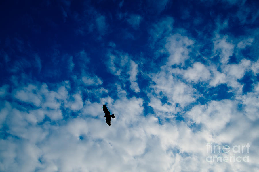 Perigrine Falcon Soaring Photograph by Dean Harte
