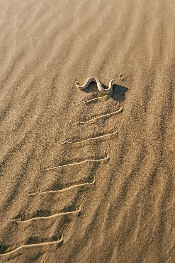 Peringueys Desert Adder Photograph by M. Watson