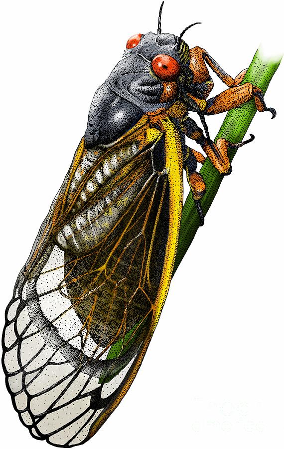 Periodical Cicada Photograph by Roger Hall