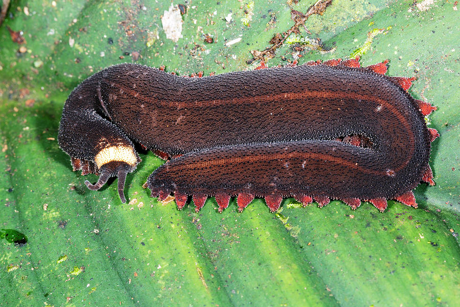 Jungle Photograph - Peripatus Or Velvet Worm by Dr Morley Read