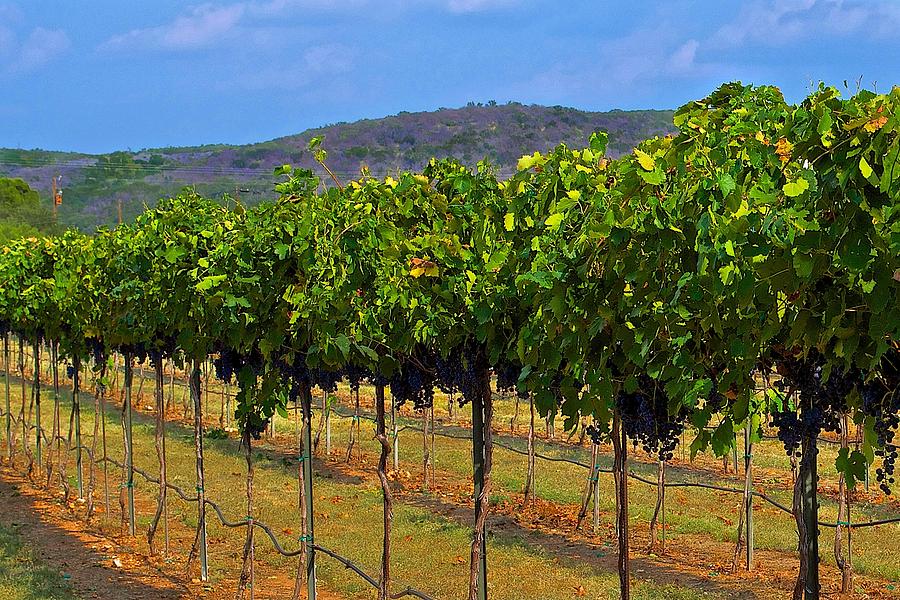 Texas Hill Country Photograph - Perissos Hill Country Vineyard by Kristina Deane