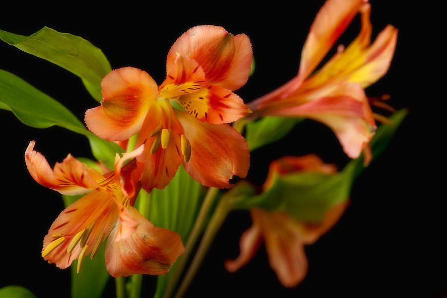 Perivian Lilies Photograph by Sennie Pierson