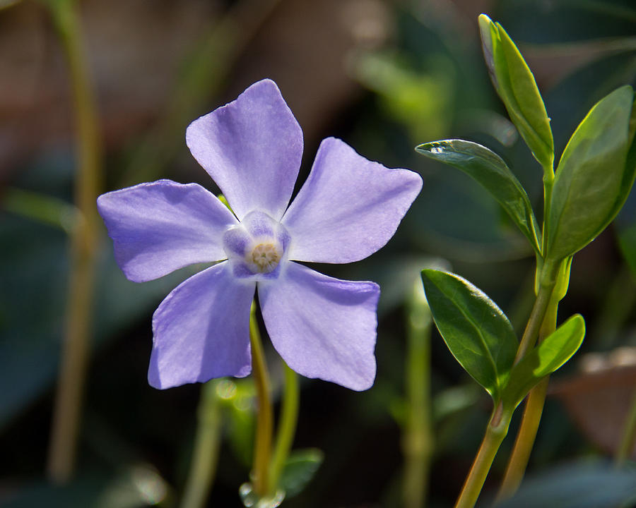 Periwinkle Photograph by Jemmy Archer