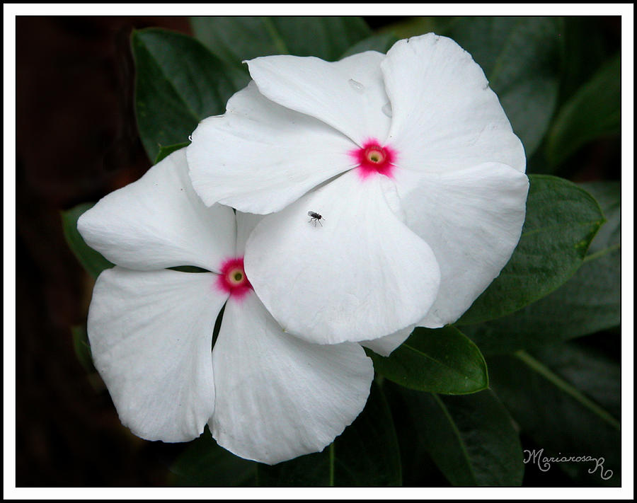 Periwinkle Photograph by Mariarosa Rockefeller