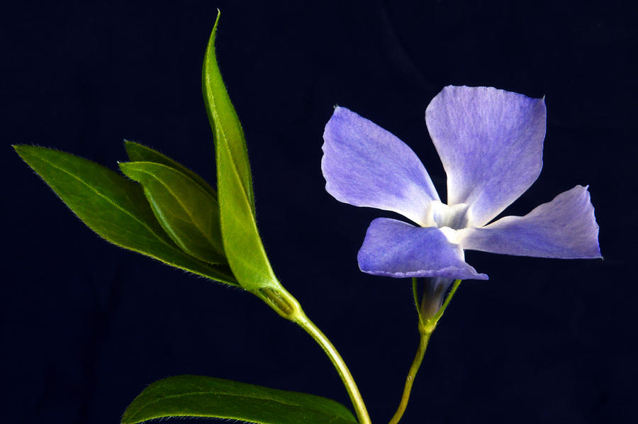 Periwinkle. Photograph by Terence Davis