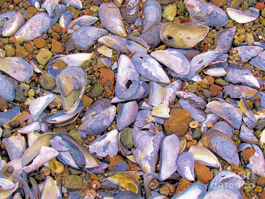 Periwinkles Muscles and Clams Photograph by Elizabeth Dow