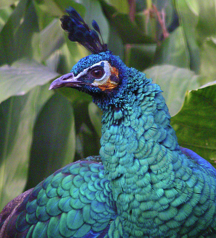 Perky Peacock Photograph by Margaret Saheed