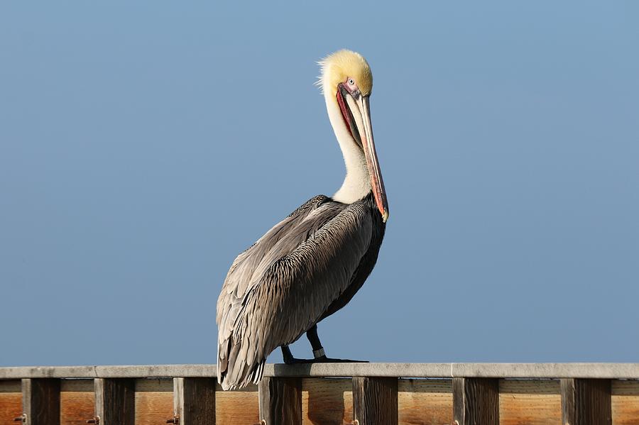 Perky Pelican  Photograph by Christy Pooschke