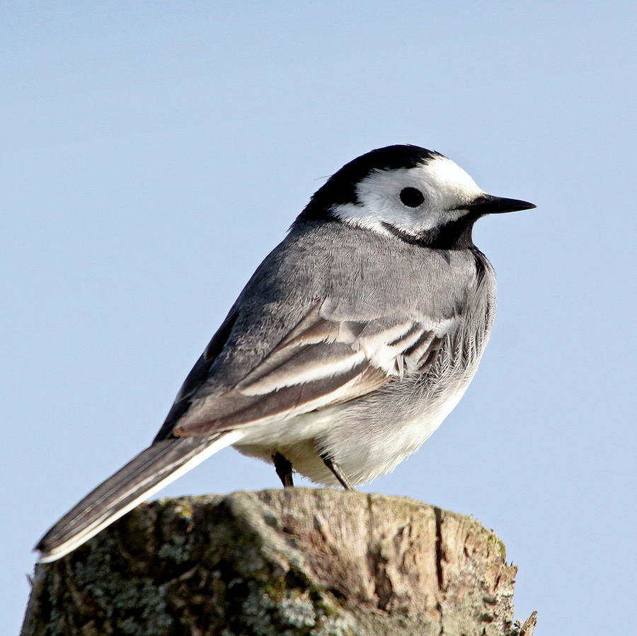 Perky White Wagtail Photograph by Ger Bosma