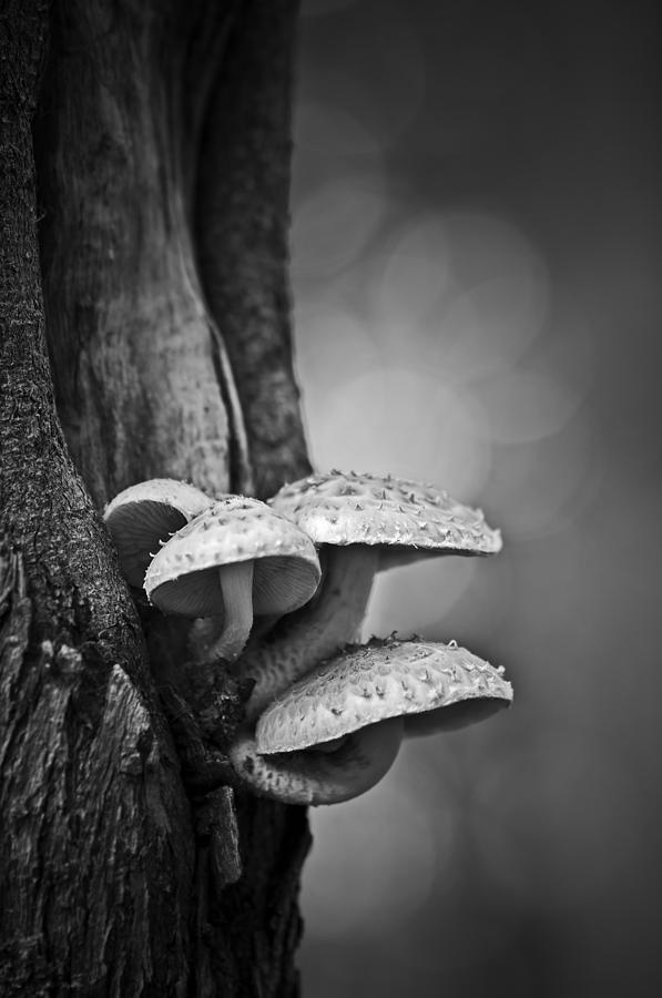 Mushroom Photograph - Permanence by Matthew Blum