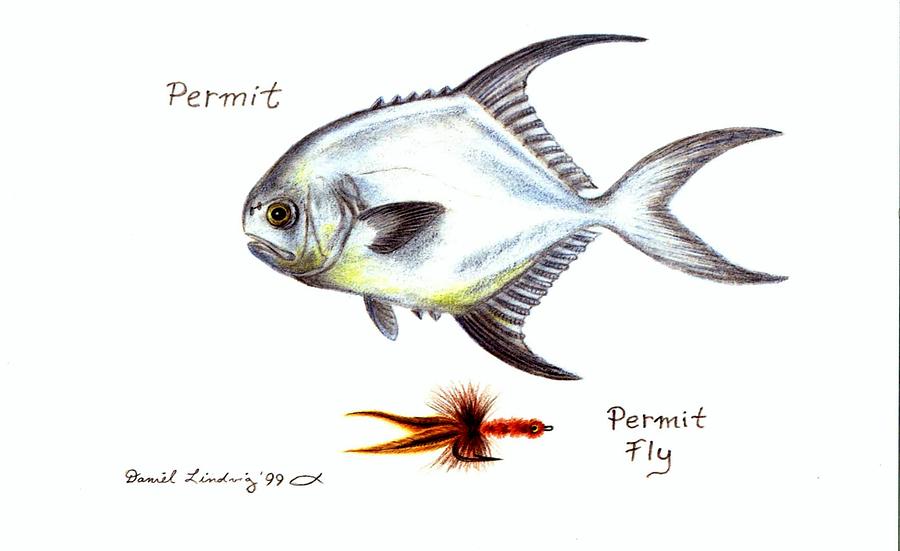 Fish Drawing - Permit and Permit Fly by Daniel Lindvig