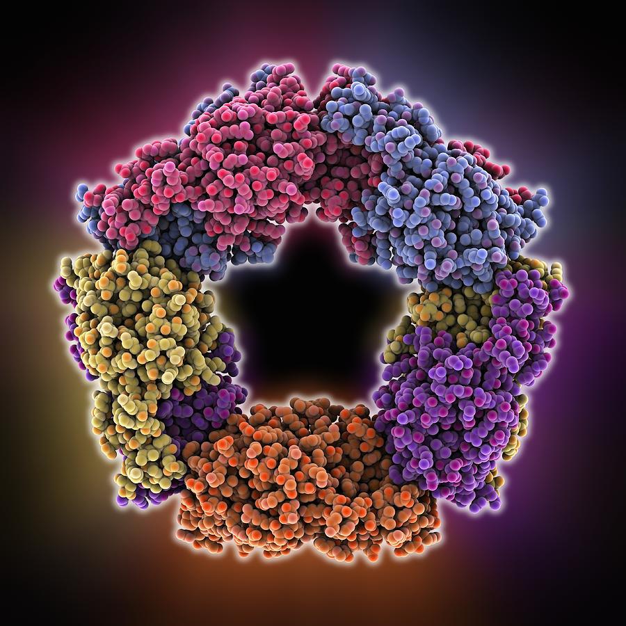 Peroxiredoxin 4 antioxidant enzyme Photograph by Science Photo Library