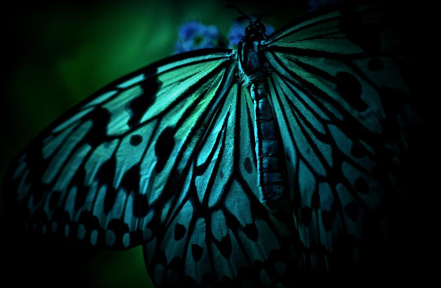Butterfly Photograph - Perseverance by The Art Of Marilyn Ridoutt-Greene