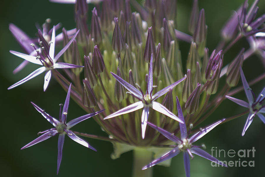 Allium Photograph - Persian Allium by Lauren Brice Allium Photograph - Persian Allium by Lauren Brice
