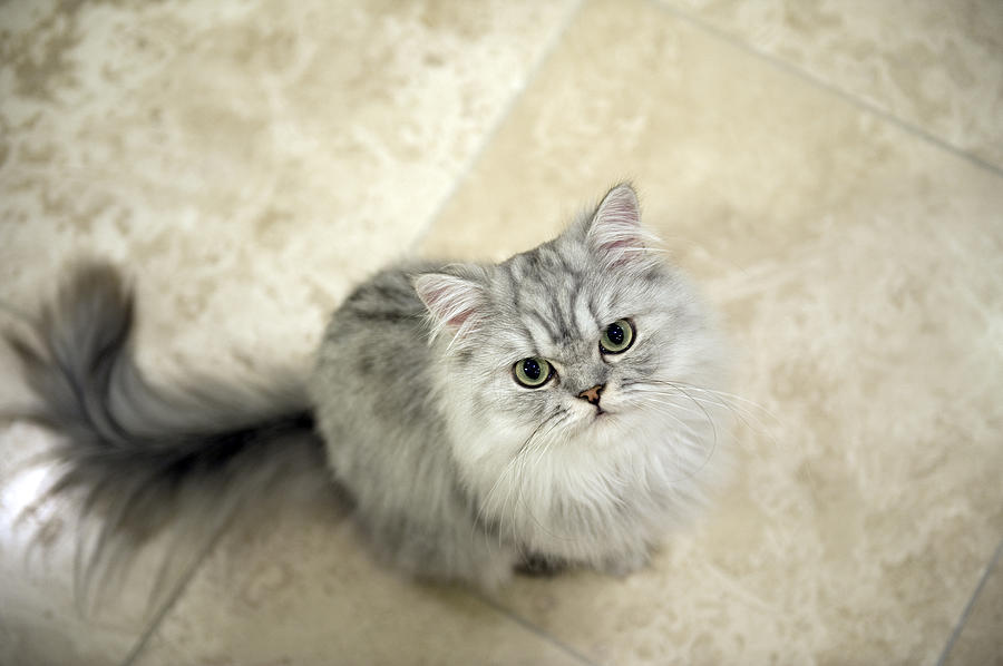 Persian cat Photograph by Kevinjeon00