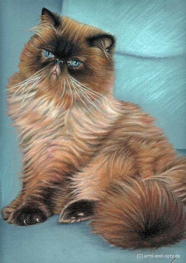 Persian Cat Drawing by Nicole Zeug Pixels