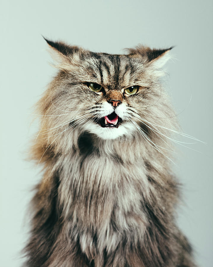 Persian Cat Portrait Photograph by Sensorspot