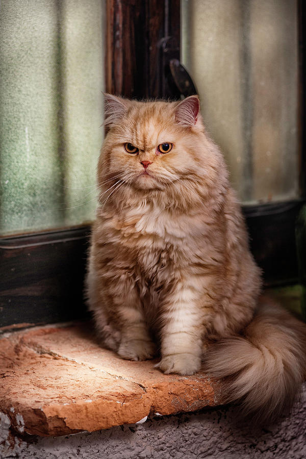 Persian Cat Photograph by Silversaltphoto.j.senosiain
