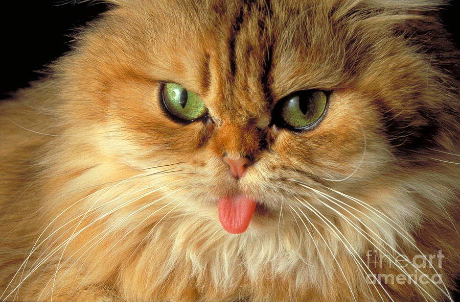 Persian cat sticking out its tongue Photograph by Guy Felix