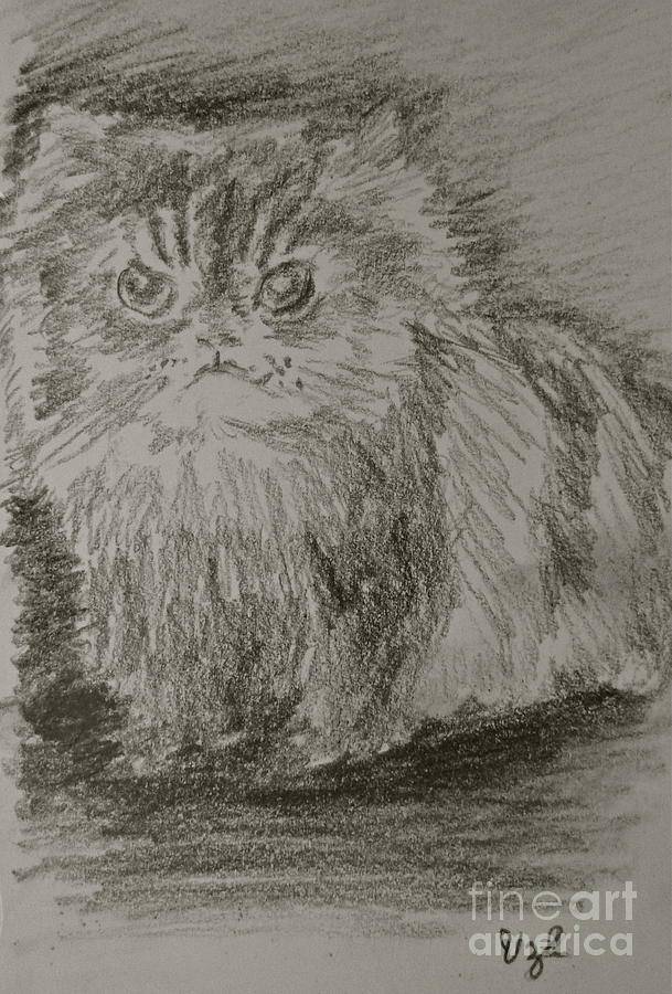 Persian Cat Study Drawing by Victoria Lakes