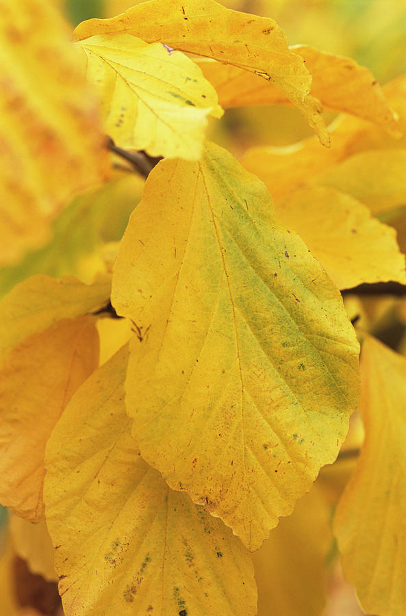 Persian Ironwood Leaves Photograph by Anthony Cooper/science Photo ...