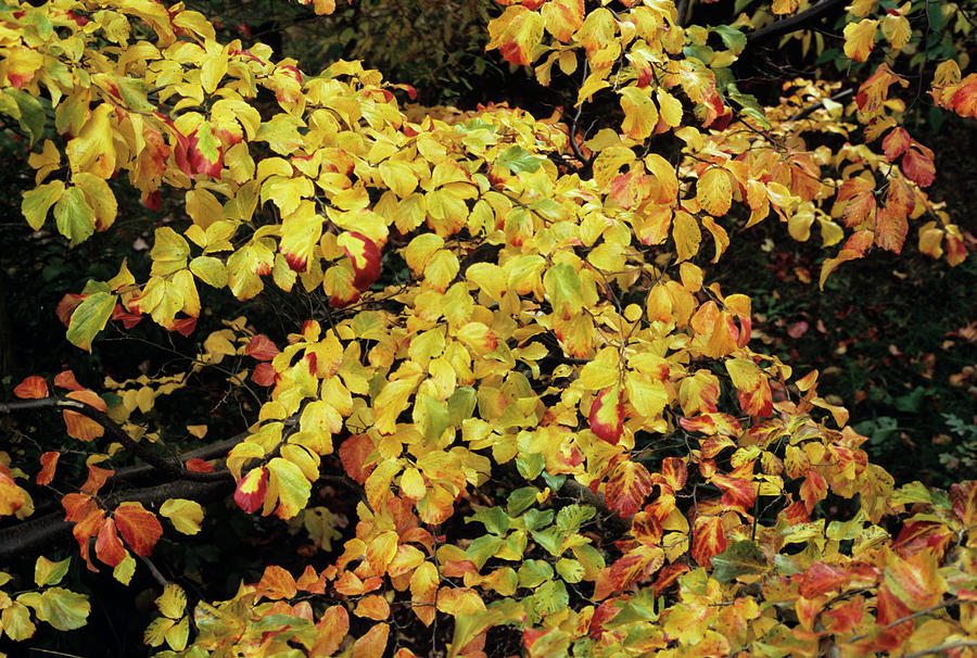 Persian Ironwood Leaves Photograph by Jim D Saul/science Photo Library ...