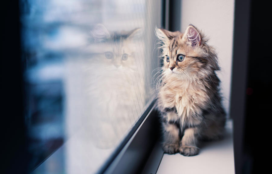Persian Kitten And Reflection By Window Photograph by Benjamin Torode