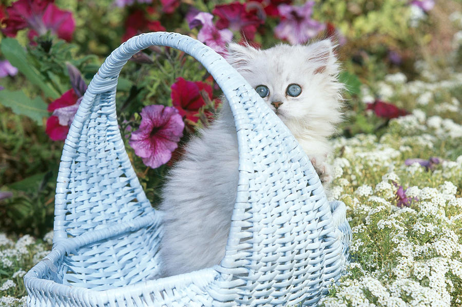 Animal Photograph - Persian Kitten In Basket #1 by Alan and Sandy Carey
