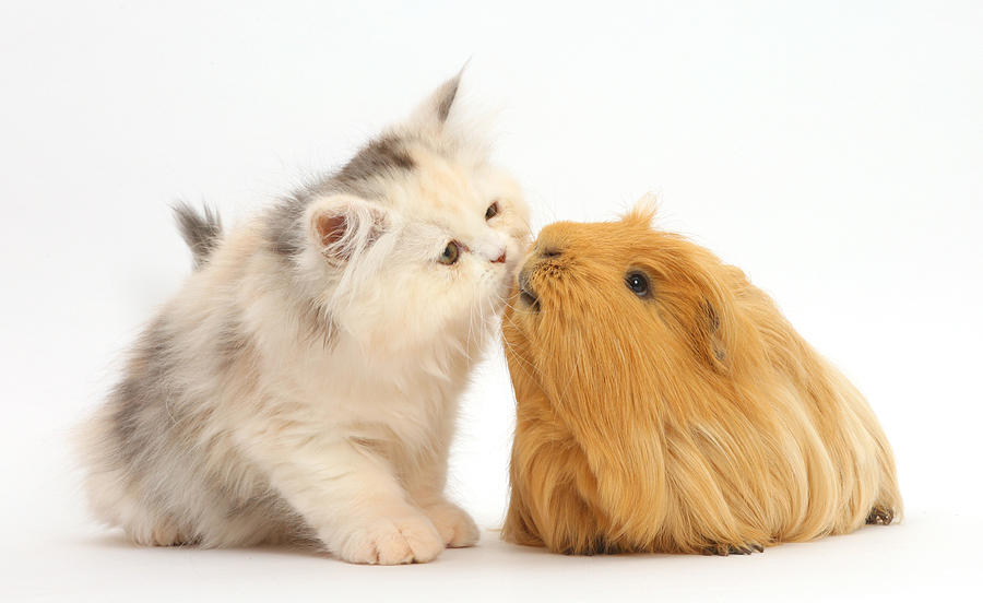 Persian Kitten Kissing Guinea Pig Photograph by Mark Taylor