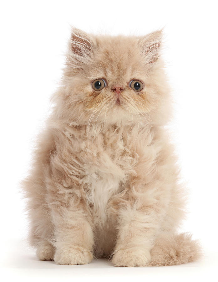 Persian Kitten, Sitting Photograph by Mark Taylor