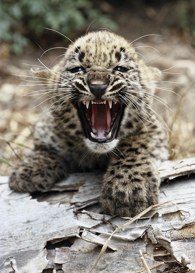 Persian Leopard Cub Snarling Photograph by San Diego Zoo
