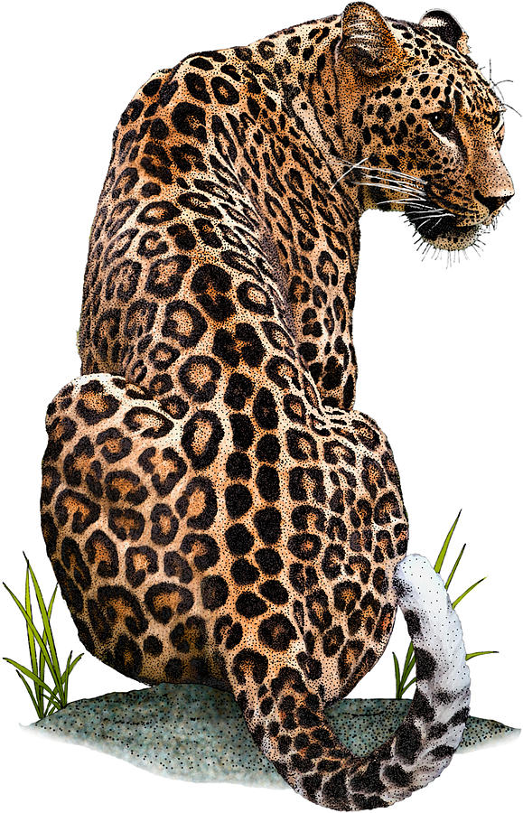 Persian Leopard, Illustration Photograph by Roger Hall