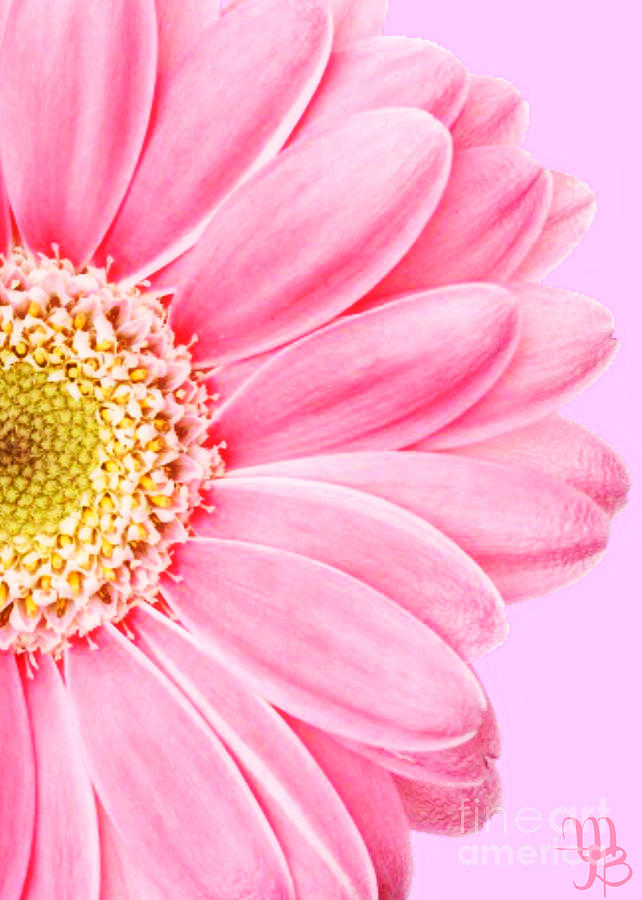 Persian Pink Daisy Photograph