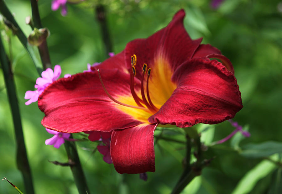Persian Ruby Lily - Sultry Summertime Photograph by Suzanne Gaff