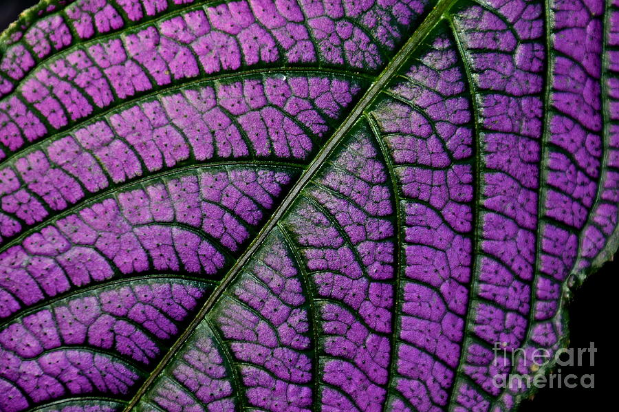 Pattern Photograph - Persian Shield Leaf by Eve Spring
