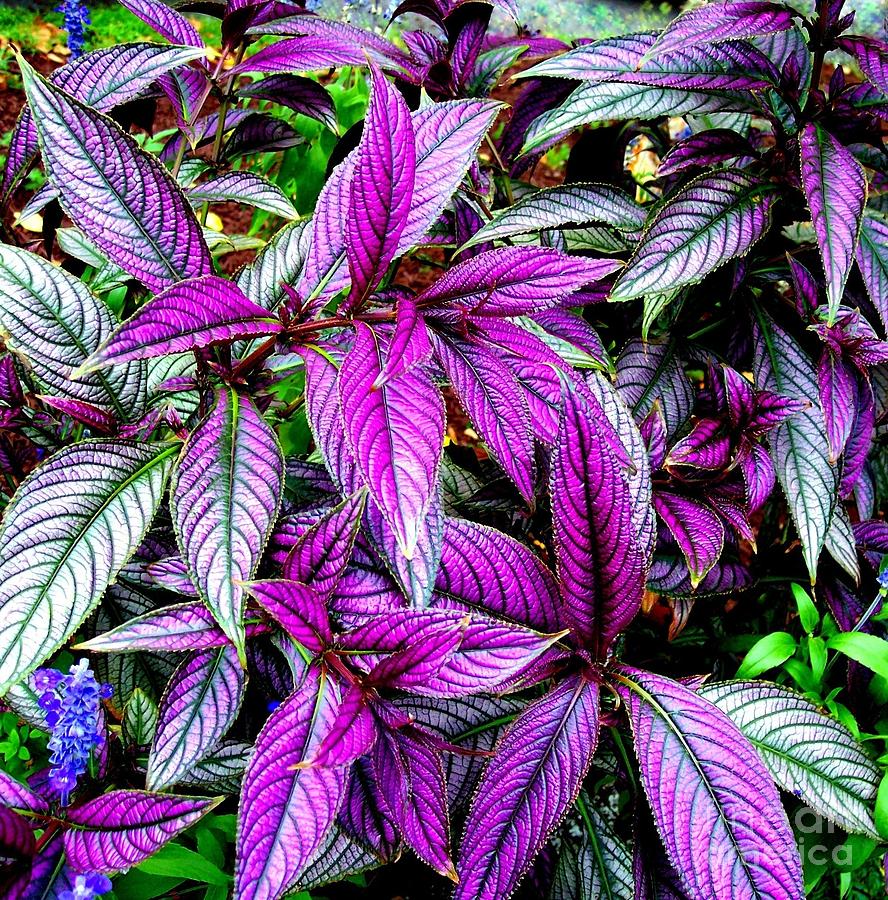 Persian Shield Plant by Janine Riley