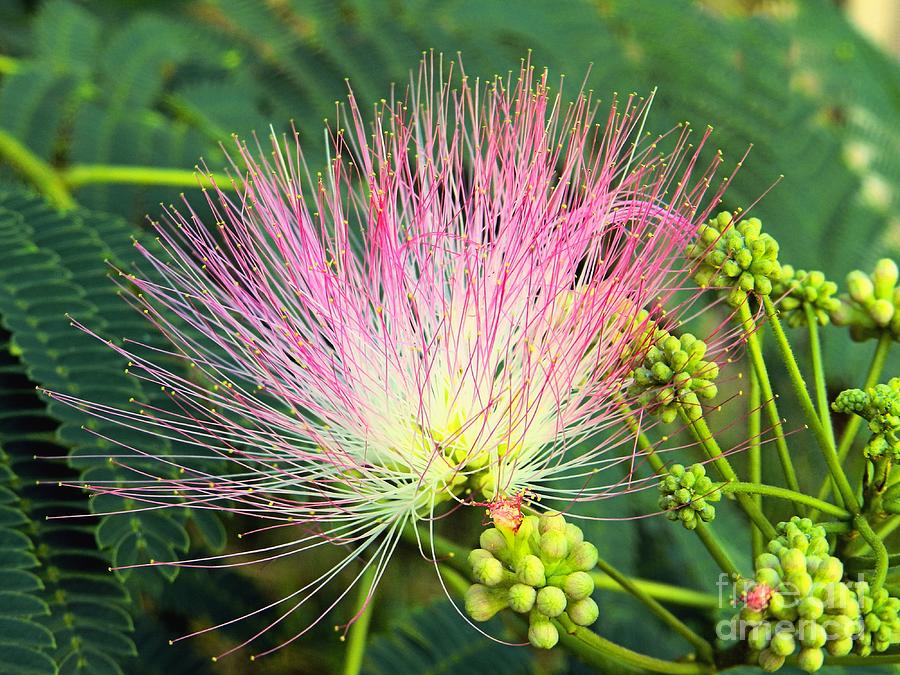 Persian Silk Tree Bloom Photograph by Sharon Woerner