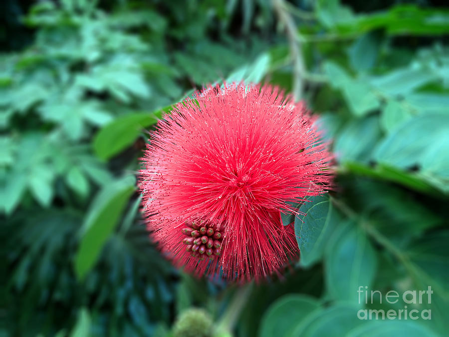 Persian Silk Tree Photograph by Josephine W Fine Art America
