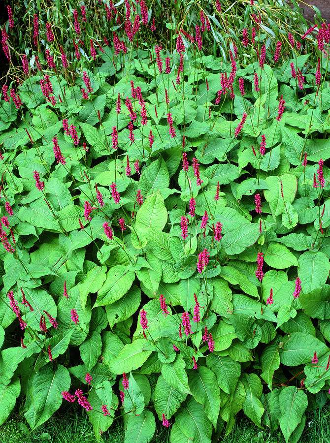 Persicaria Amplexicaulis Photograph by Geoff Kidd/science Photo Library