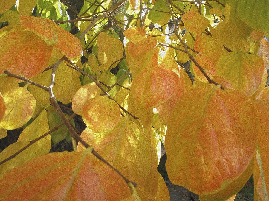 Persimmon Leaves Photograph by Derek Dean
