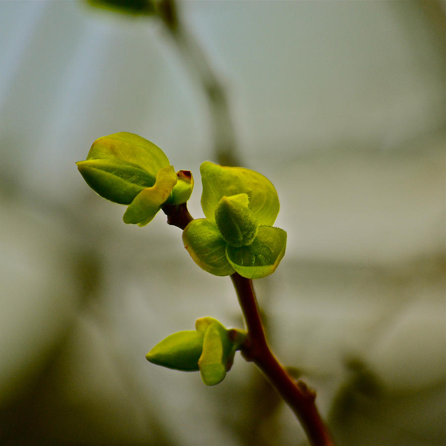 Persimmon Tree Buds Photograph by Bill Owen