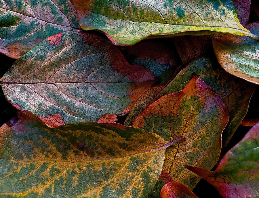Persimmon Tree Leaves Photograph by Bill Owen