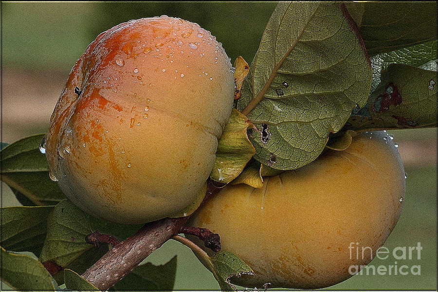 Fruit Photograph - Persimmons after rain by Luv Photography