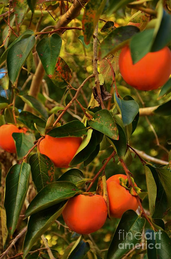 Persimmons  Photograph by Bob Sample