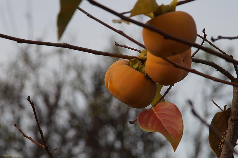 Persimmons Ready to Pick Photograph by Mick Anderson
