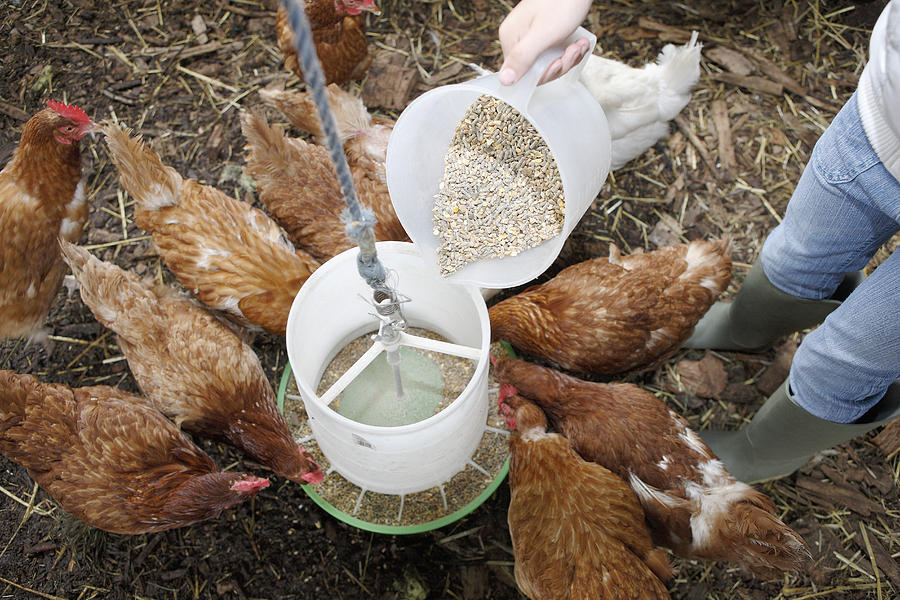 Person Feeding Chickens  Photograph by Milk & Honey Creative