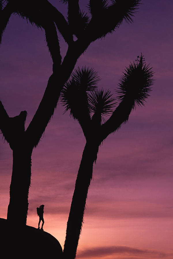 Person on rock formation with joshua trees Photograph by Comstock Images
