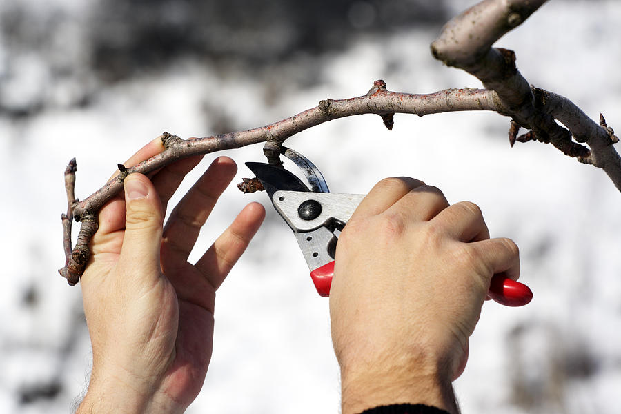 Person pruning a tree with red clippers Photograph by MireXa