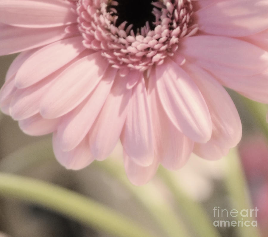 Personally Pink Photograph by Traci Cottingham