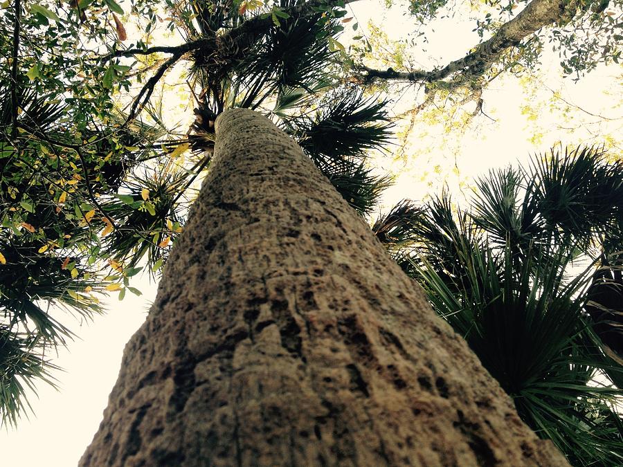 Nature Photograph - Perspective Palms by Madi McDonough